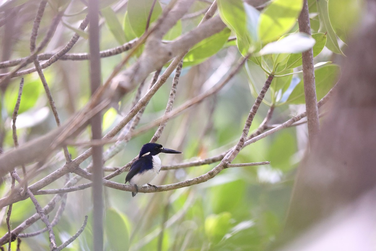 Little Kingfisher - ML638096053