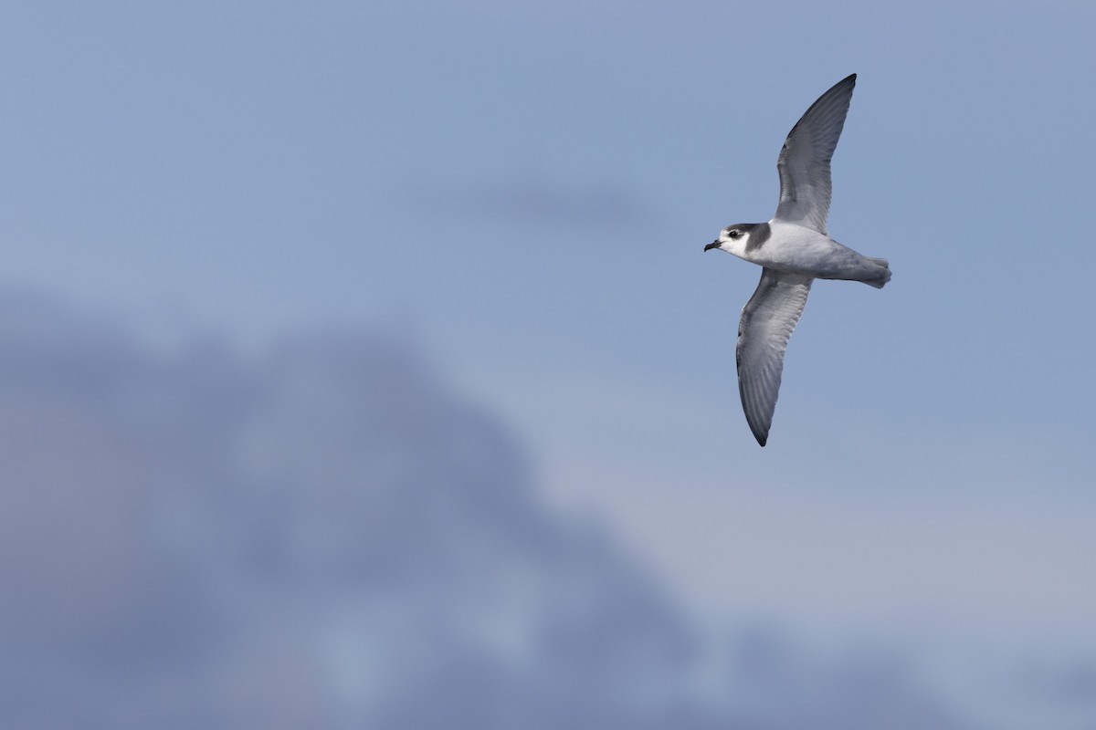Blausturmvogel - ML638096054