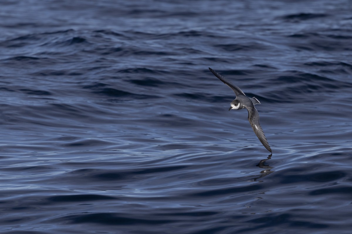 Blausturmvogel - ML638096057