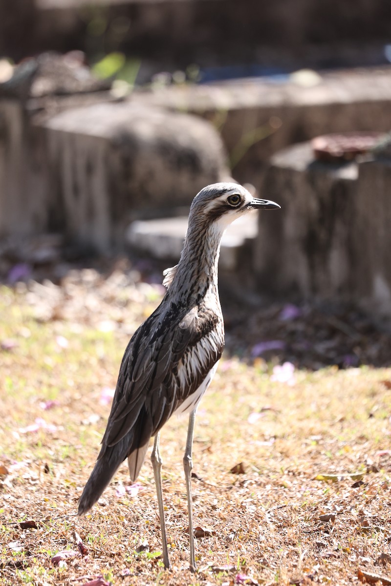 Bush Thick-knee - ML638096066