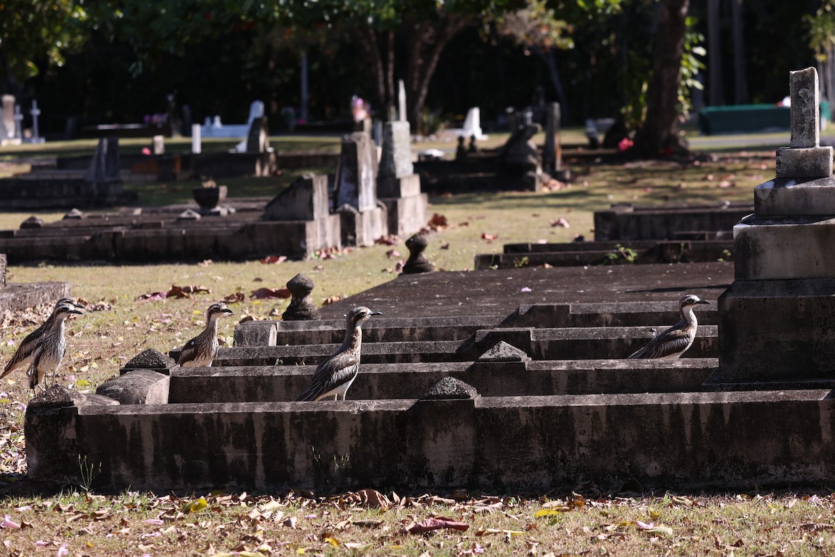 Bush Thick-knee - ML638096067