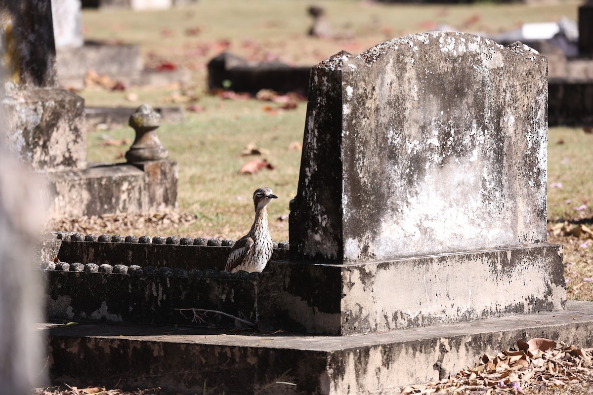 Bush Thick-knee - ML638096068