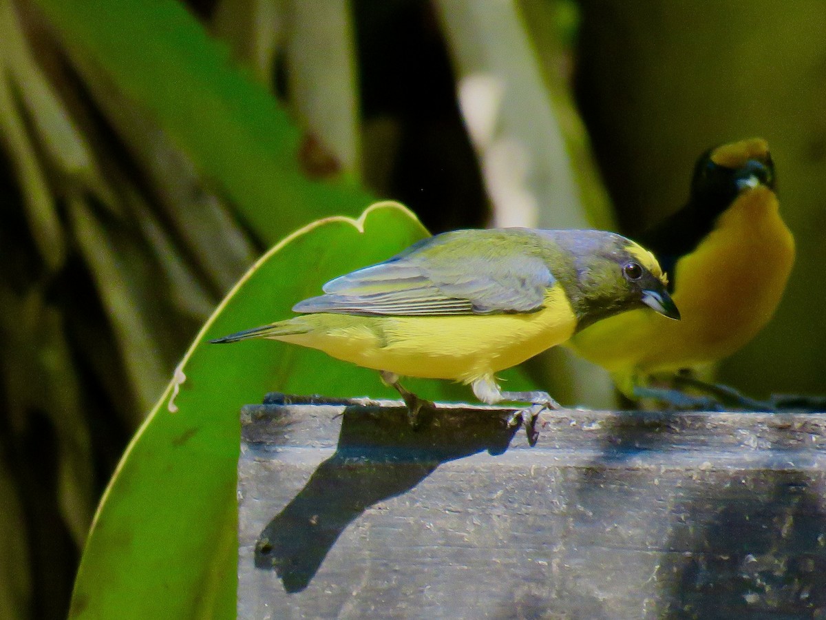 Purple-throated Euphonia - ML638096070