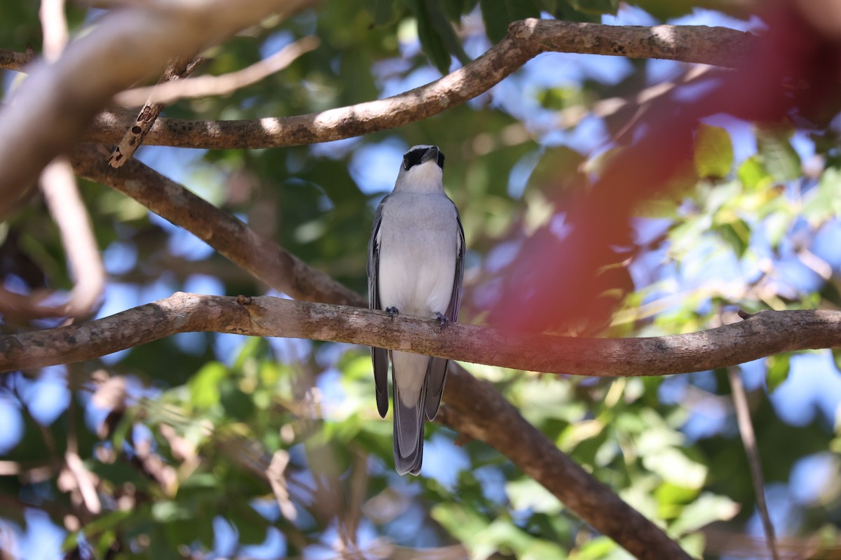 White-bellied Cuckooshrike - ML638096081