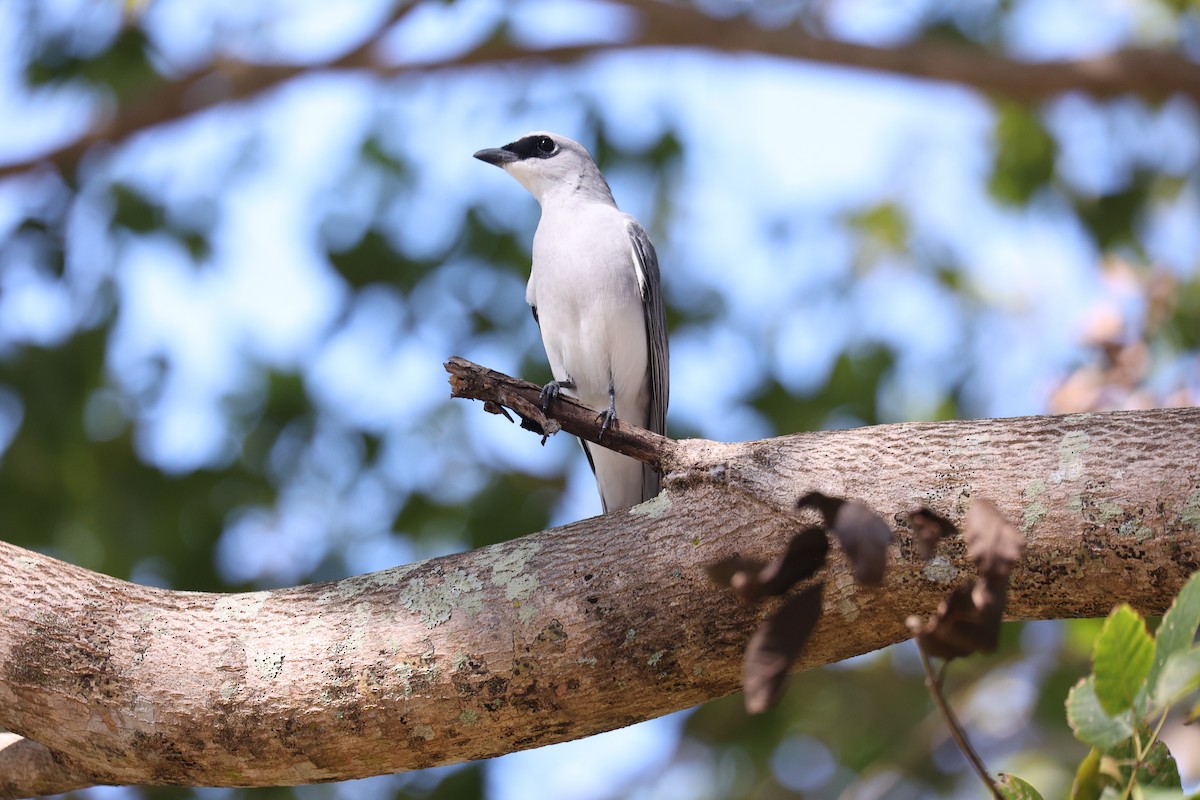 White-bellied Cuckooshrike - ML638096082
