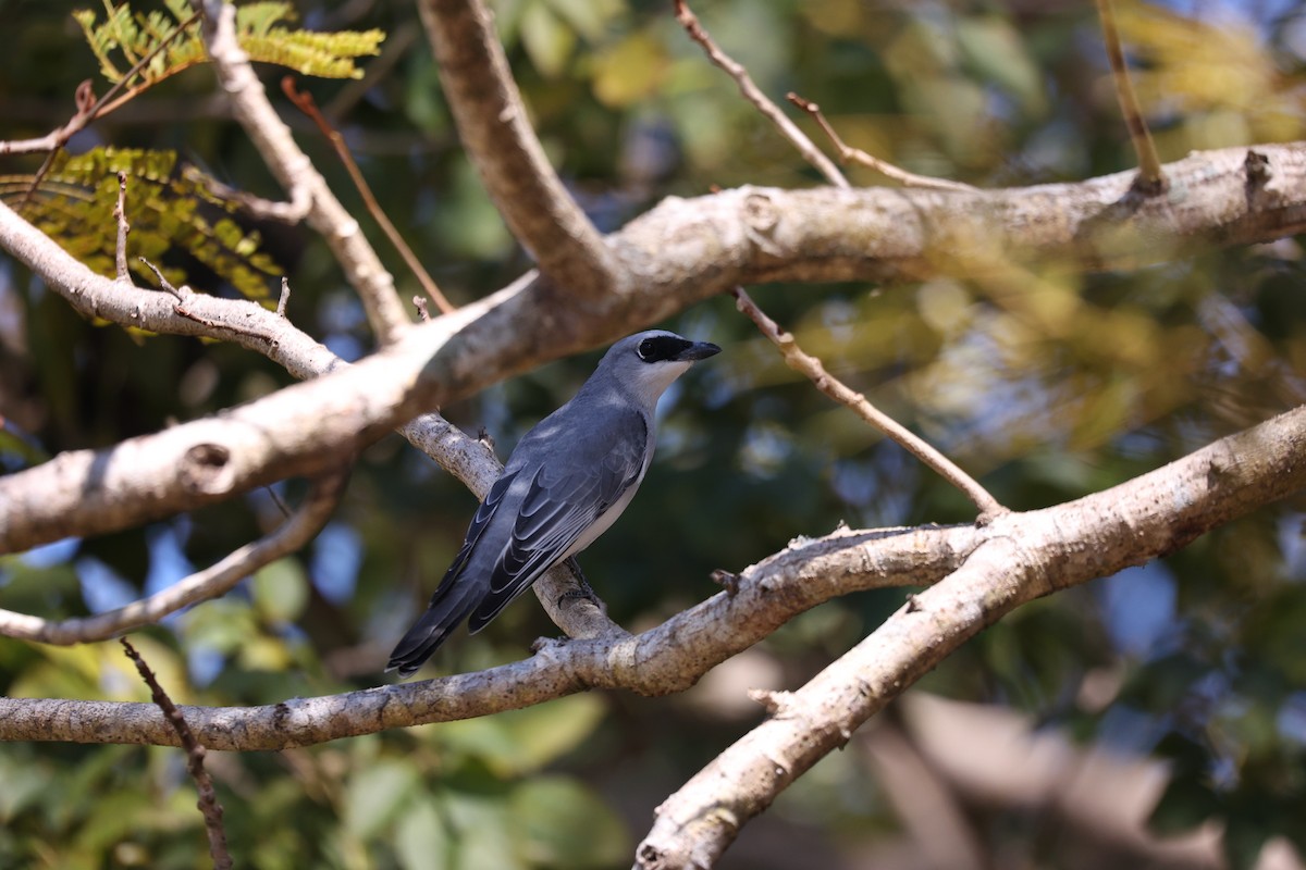 White-bellied Cuckooshrike - ML638096088
