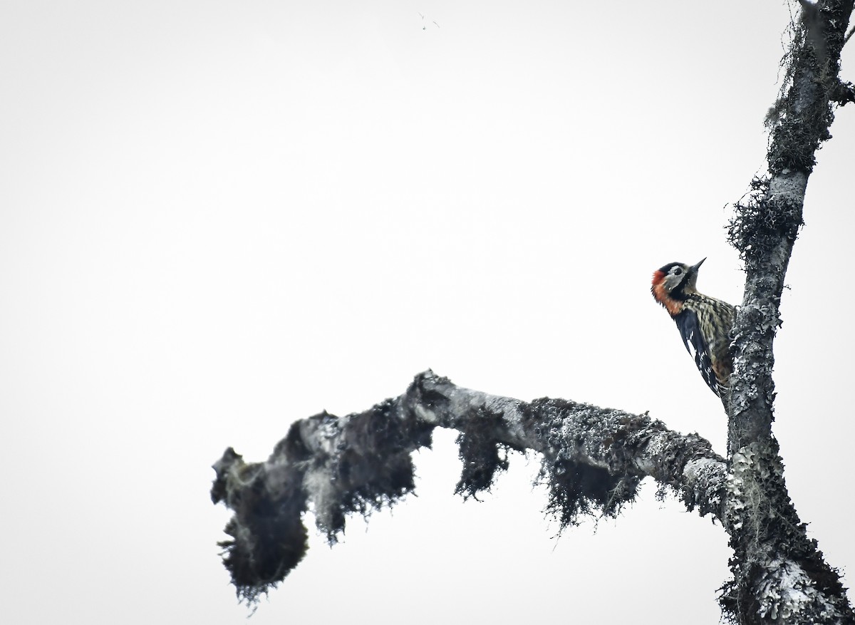 Crimson-naped Woodpecker - ML638096149