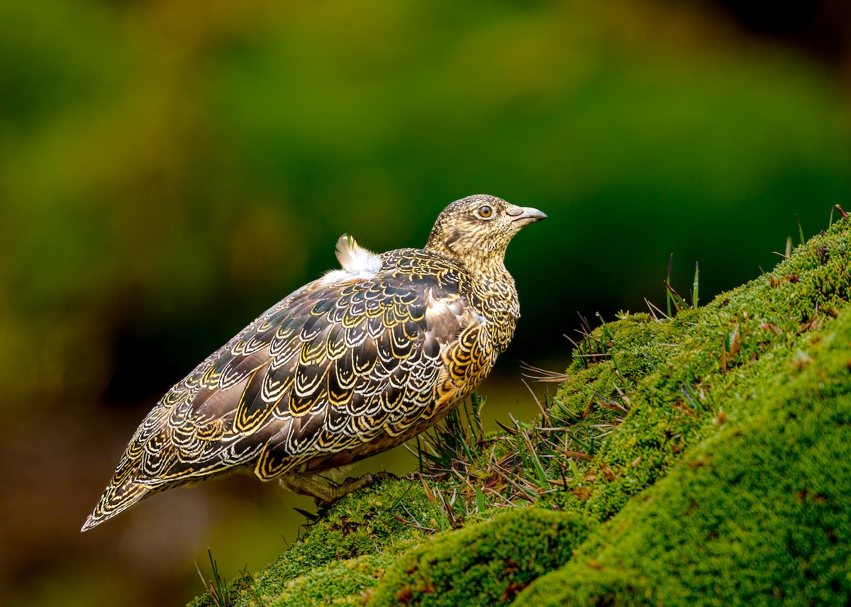 Rufous-bellied Seedsnipe - ML638096152