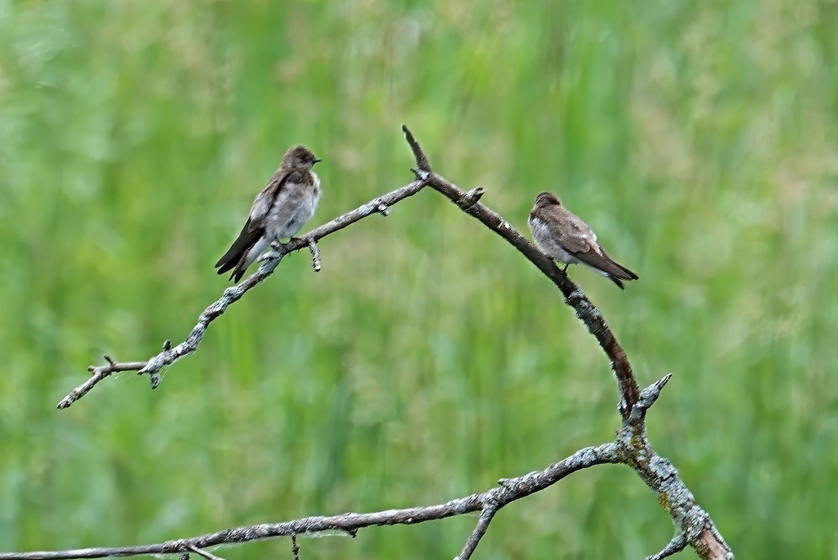 Hirondelle à ailes hérissées - ML638096160