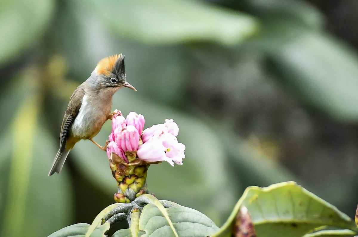 Rufous-vented Yuhina - ML638096169