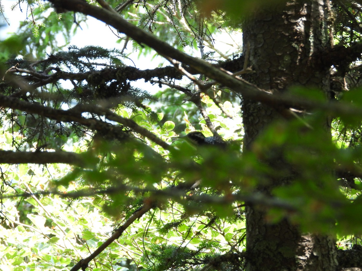 Eurasian Three-toed Woodpecker - ML638096184