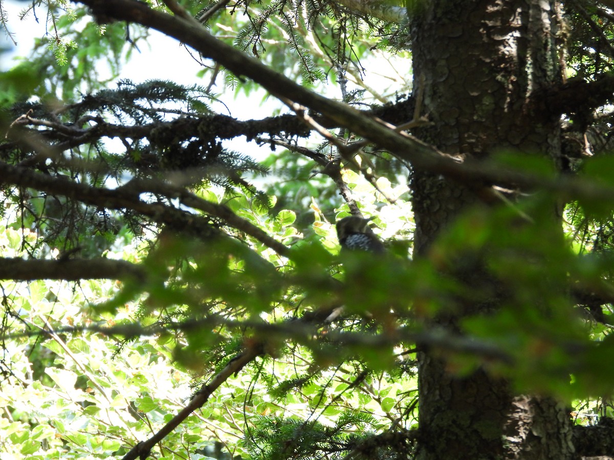 Eurasian Three-toed Woodpecker - ML638096185