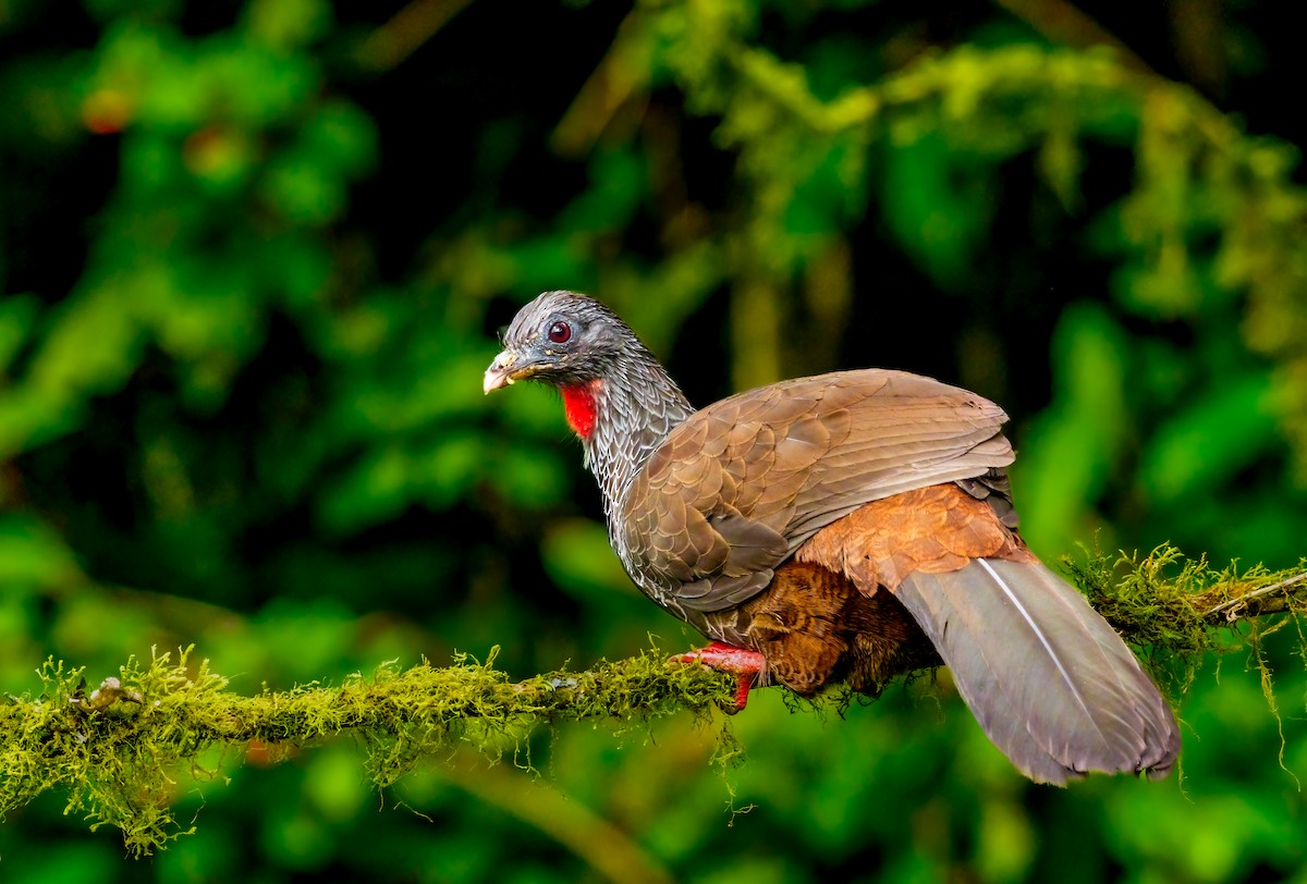 Andean Guan - ML638096189