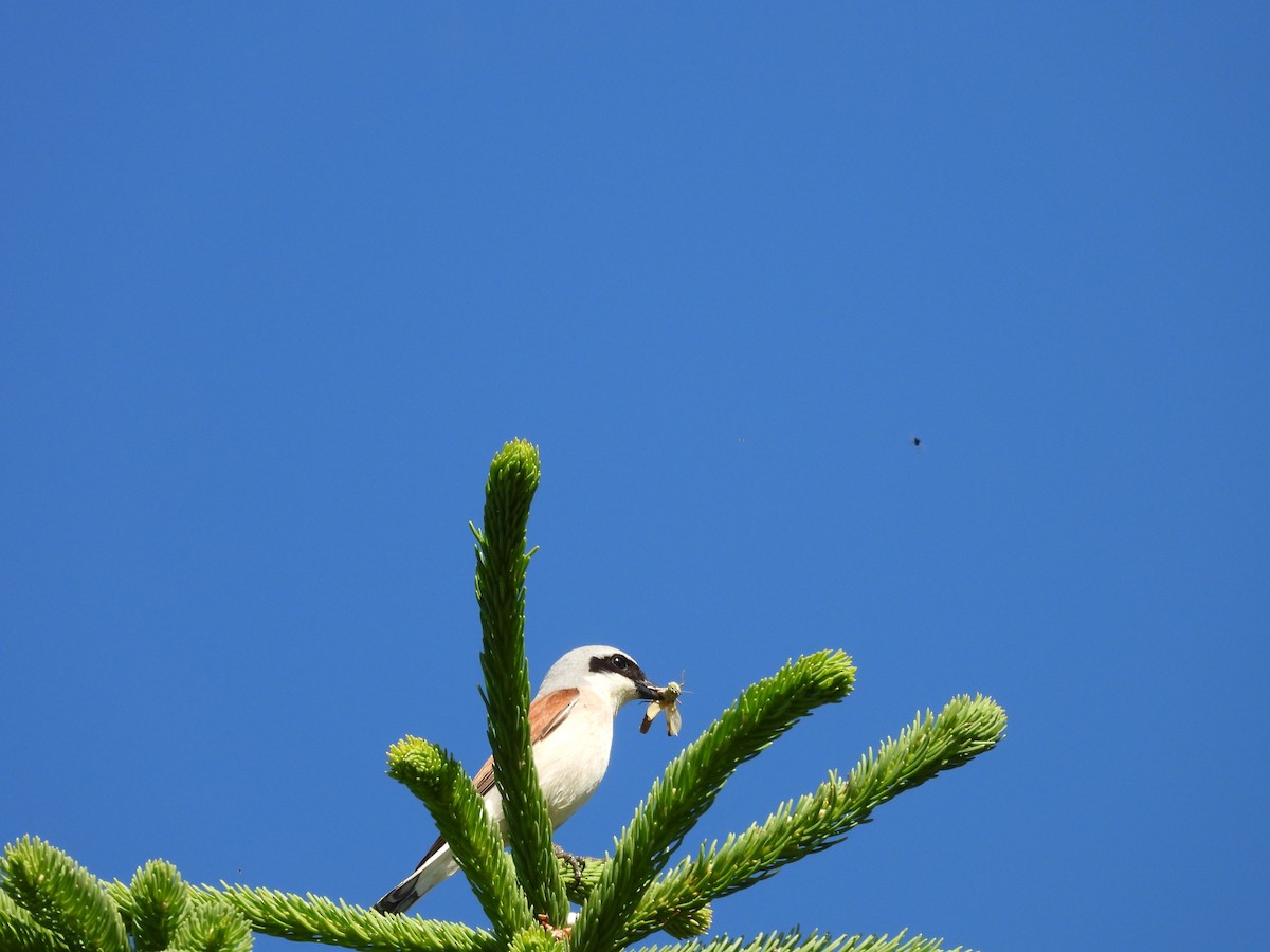Red-backed Shrike - ML638096203