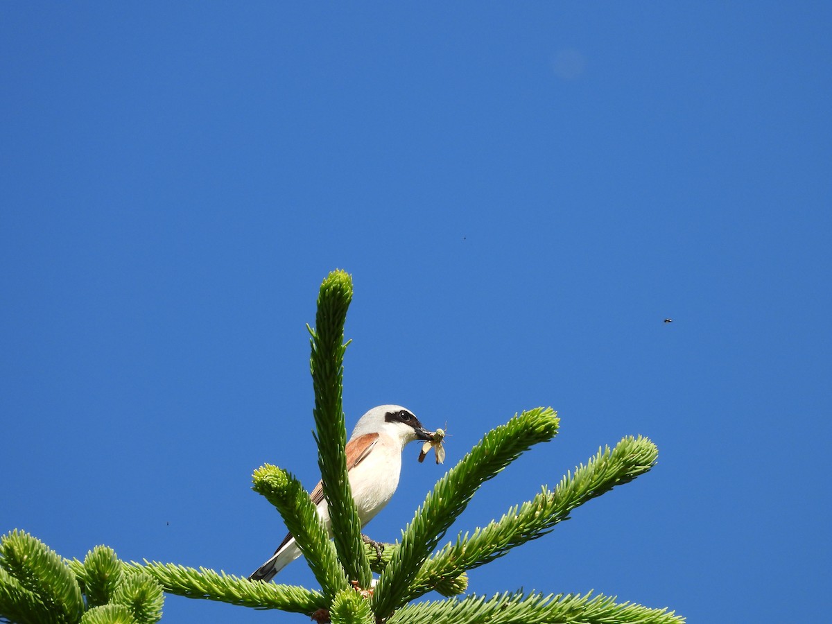 Red-backed Shrike - ML638096204