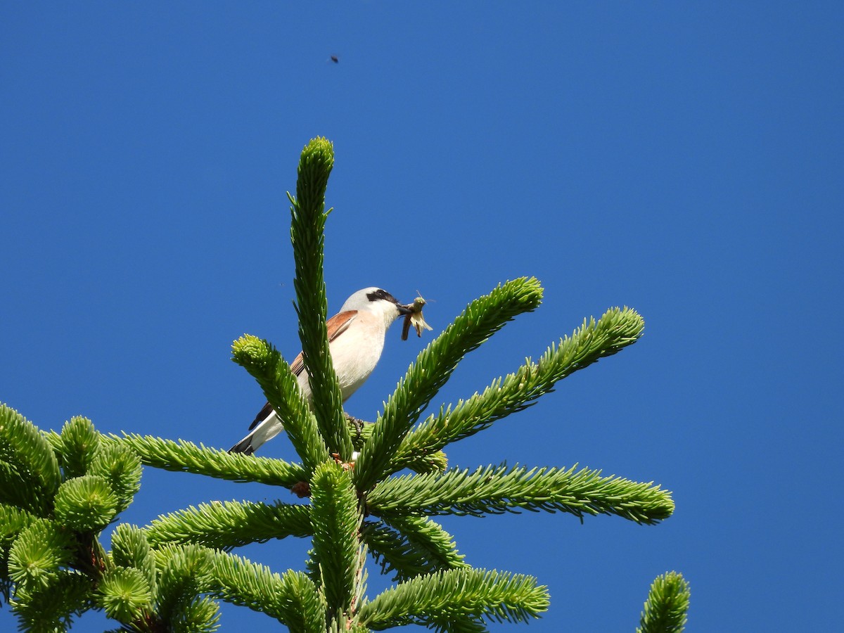 Red-backed Shrike - ML638096206