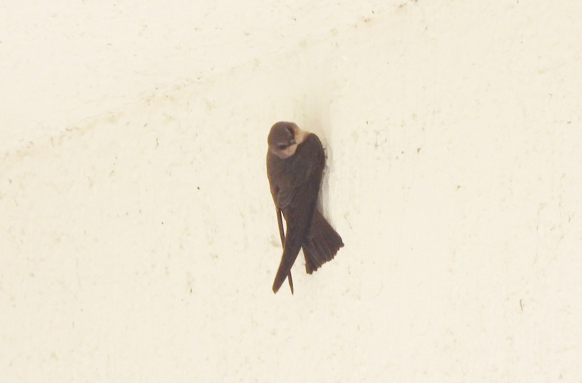Dusky Crag-Martin - ML638096279