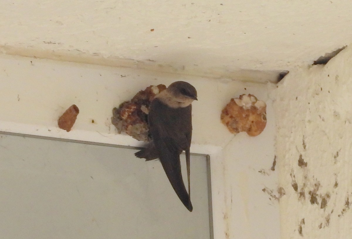 Dusky Crag-Martin - ML638096280