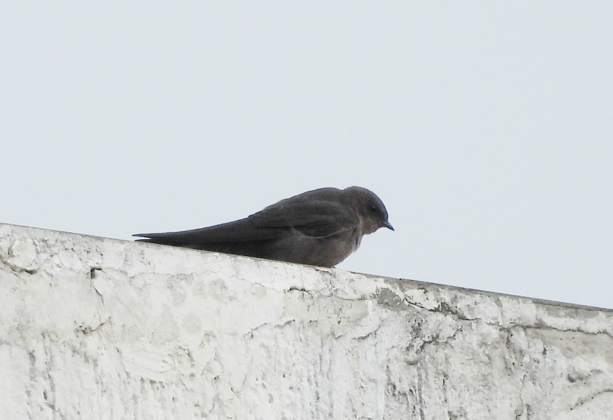 Dusky Crag-Martin - ML638096281