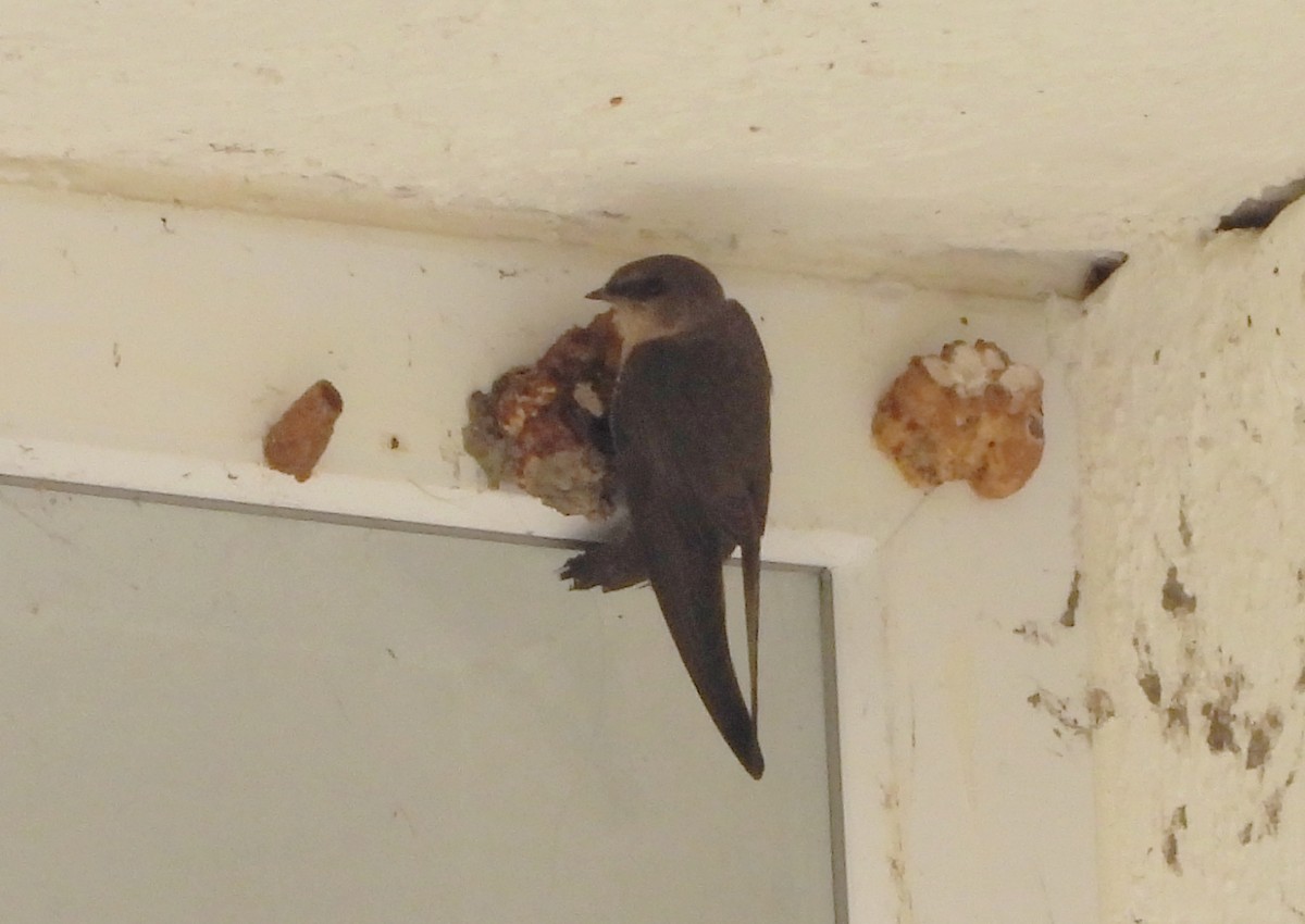 Dusky Crag-Martin - ML638096282