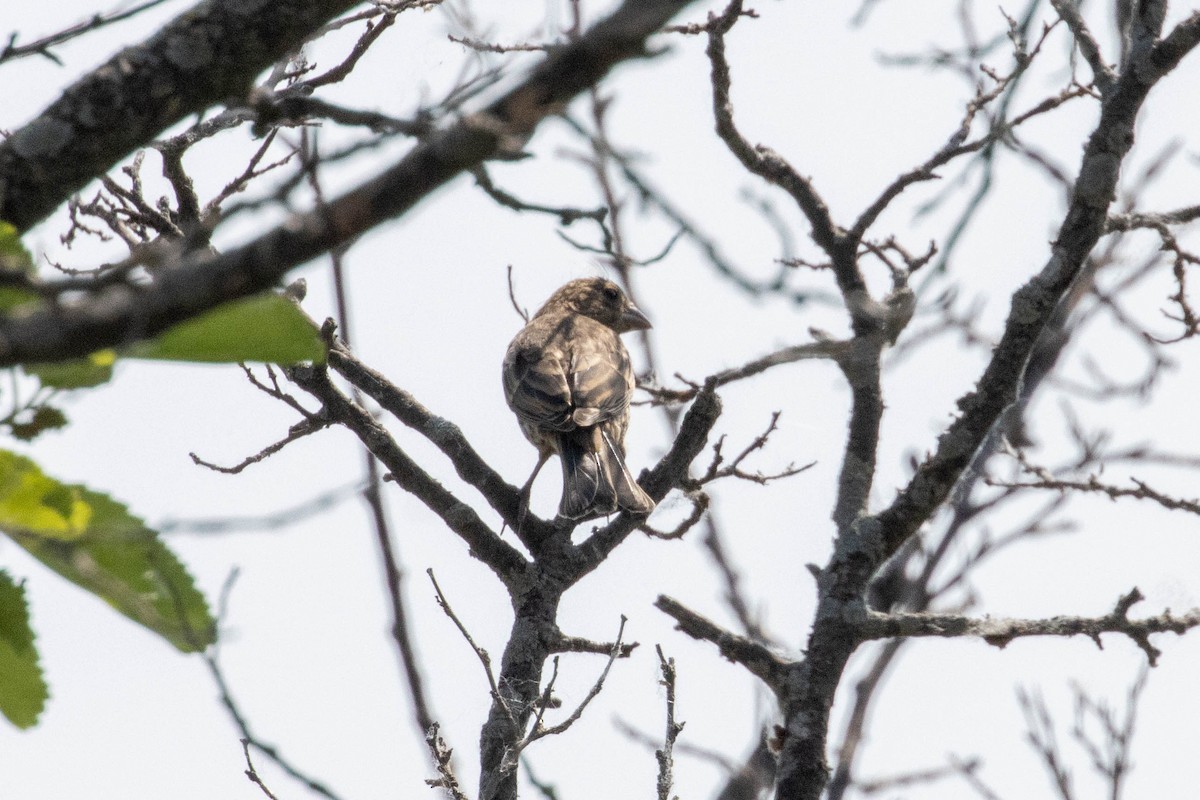 House Finch - ML638096286