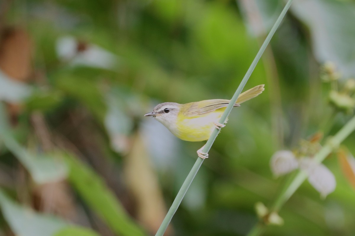 Yellow-bellied Warbler - ML638096288