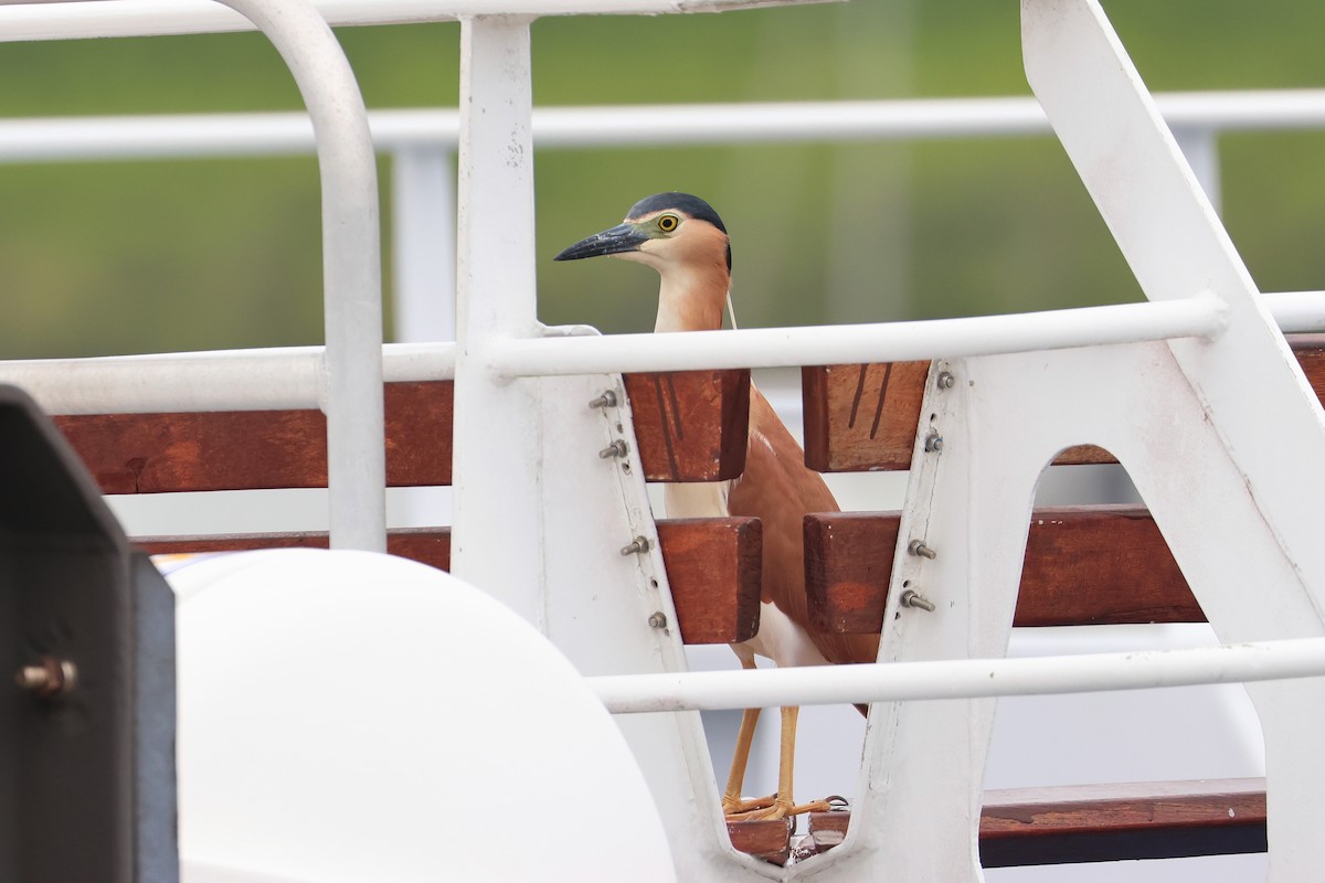 Nankeen Night Heron - ML638096304