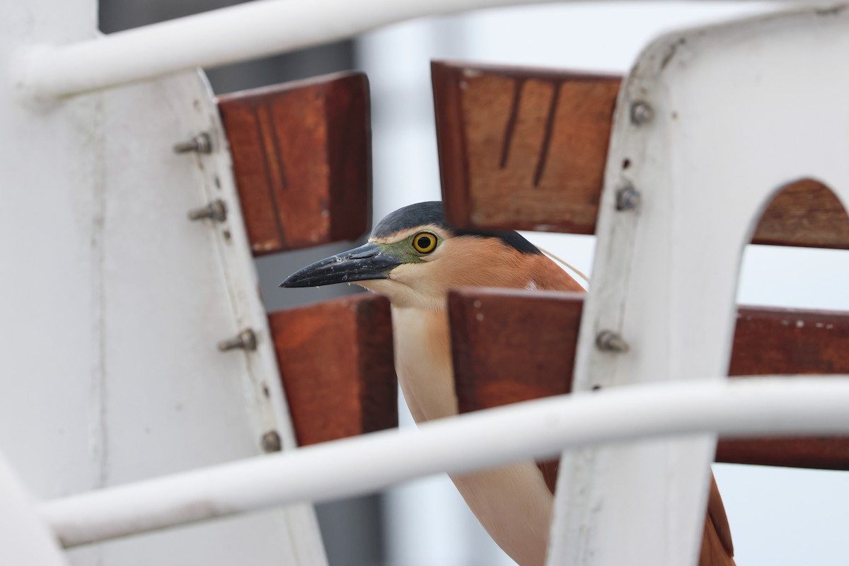 Nankeen Night Heron - ML638096305