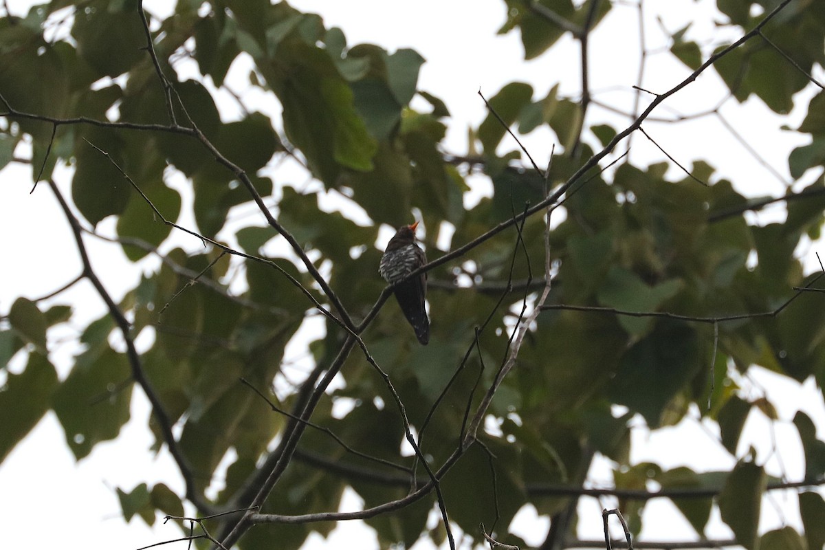 Violet Cuckoo - ML638096310