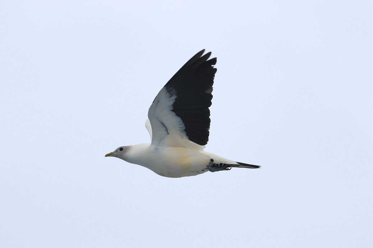 Torresian Imperial-Pigeon - ML638096311