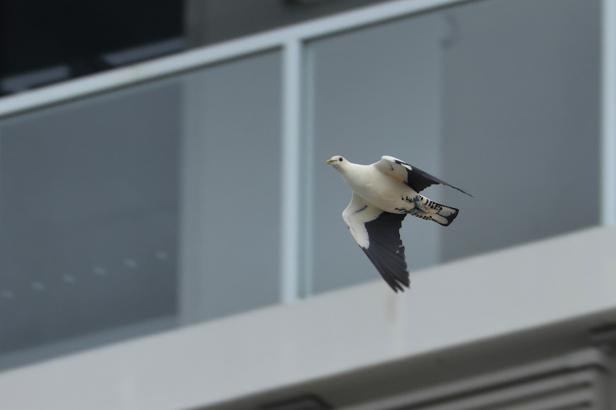 Torresian Imperial-Pigeon - ML638096312