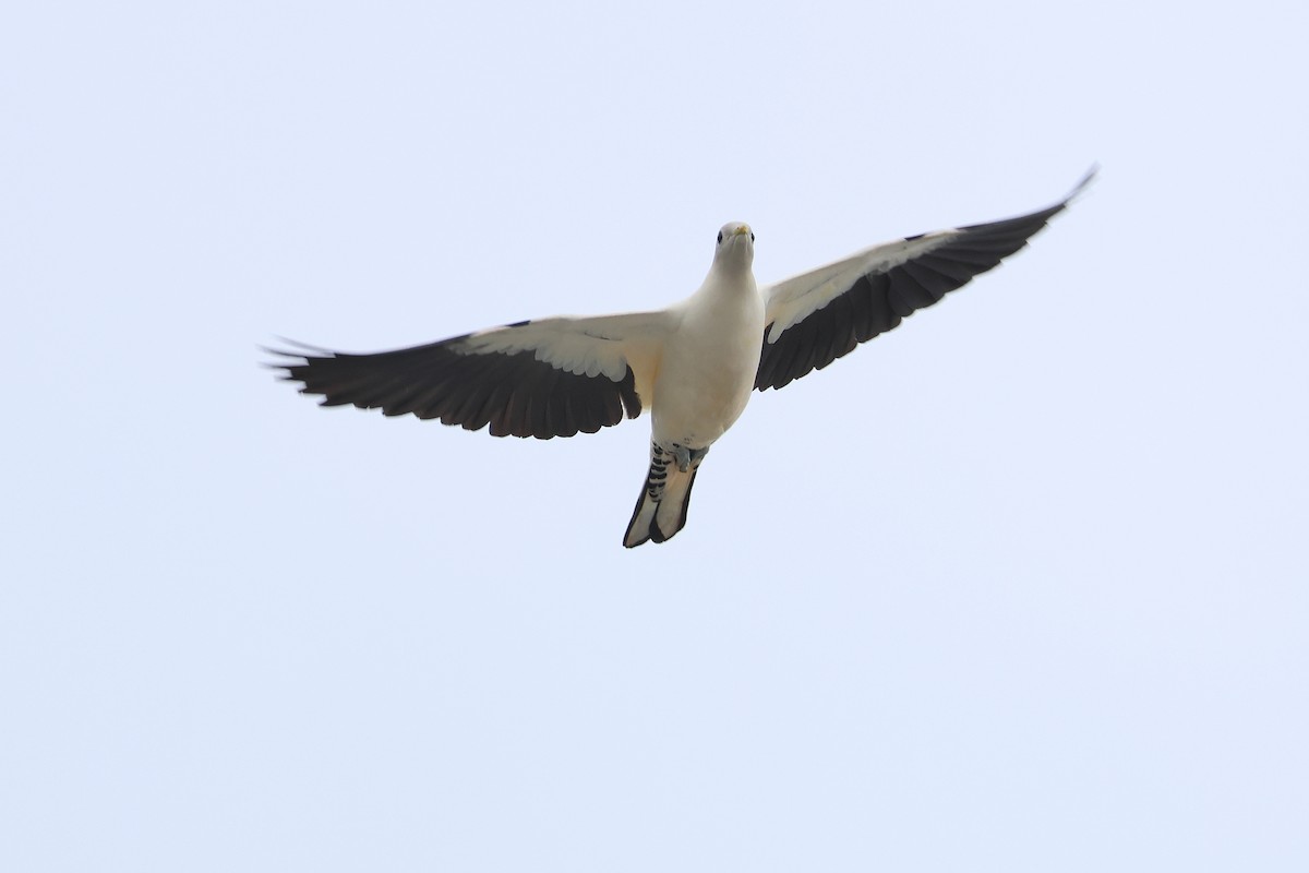 Torresian Imperial-Pigeon - ML638096313