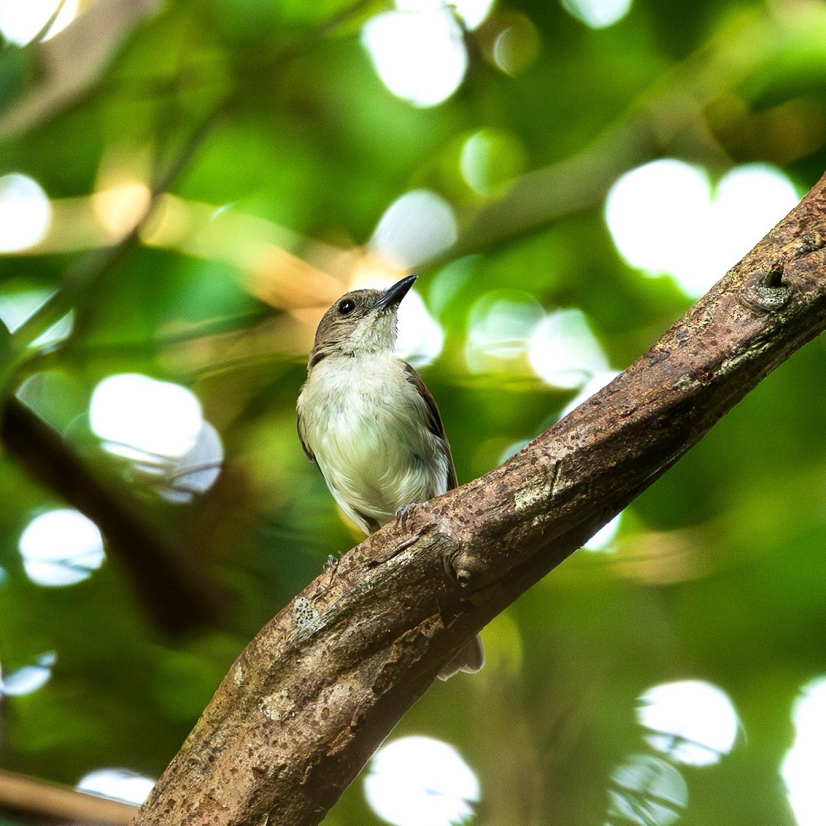 Mangrove Whistler - ML638096318