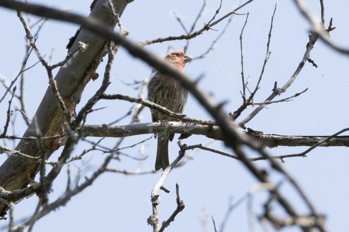 House Finch - ML638096321