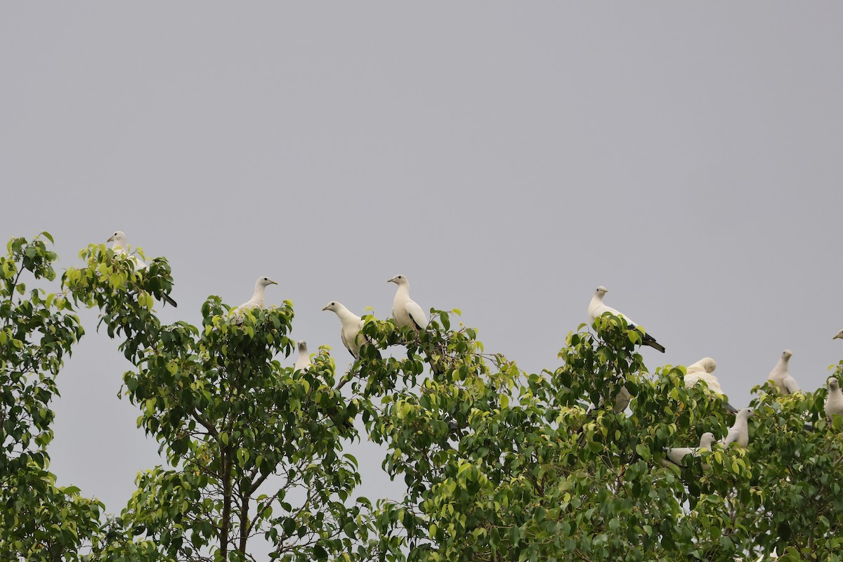 Torresian Imperial-Pigeon - ML638096329