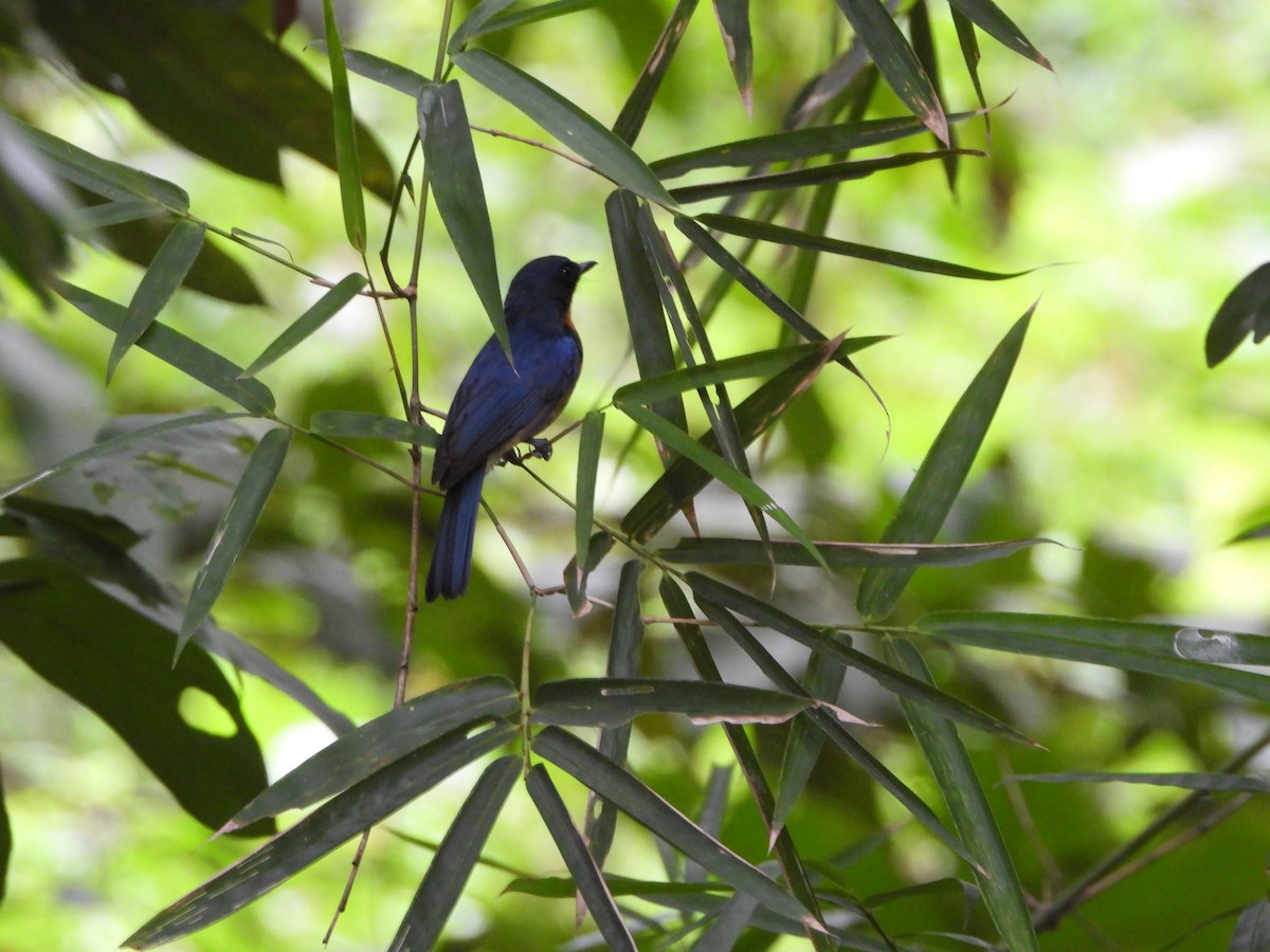 Mangrove Blue Flycatcher - ML638096345