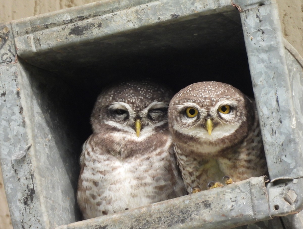 Spotted Owlet - ML638096358