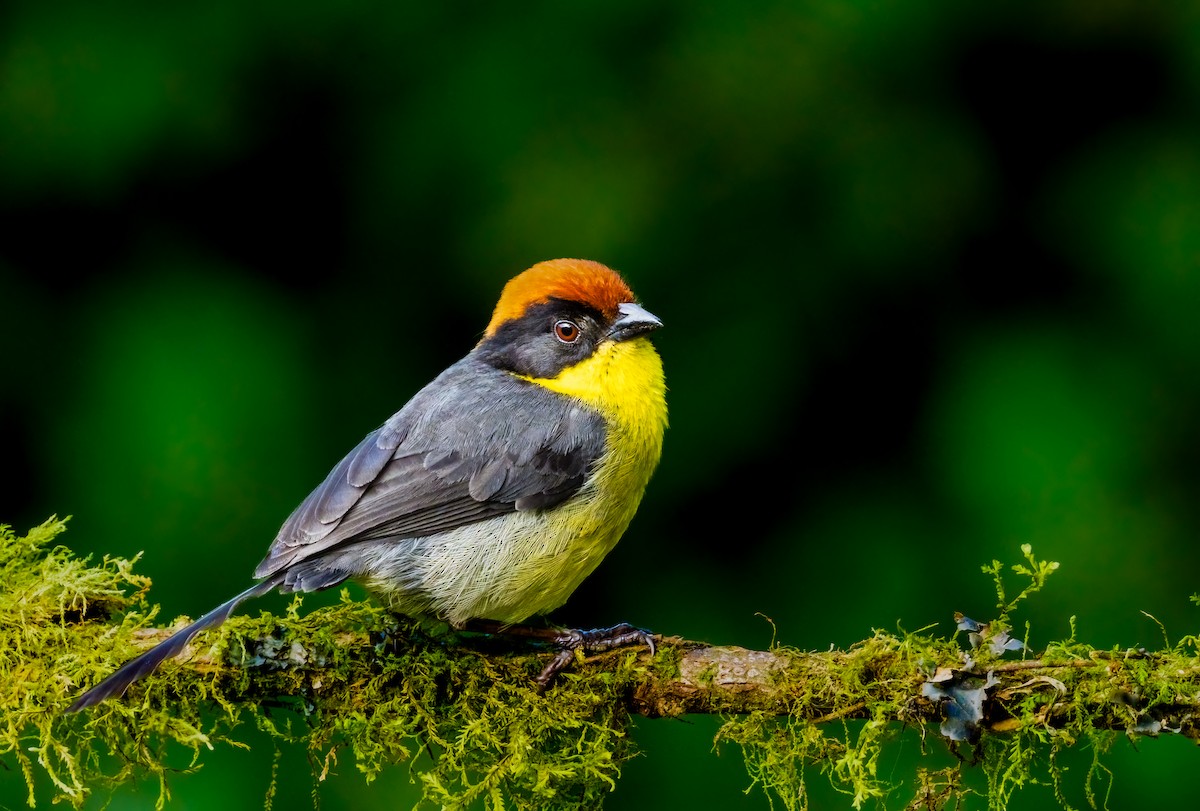 Yellow-breasted Brushfinch - ML638096361