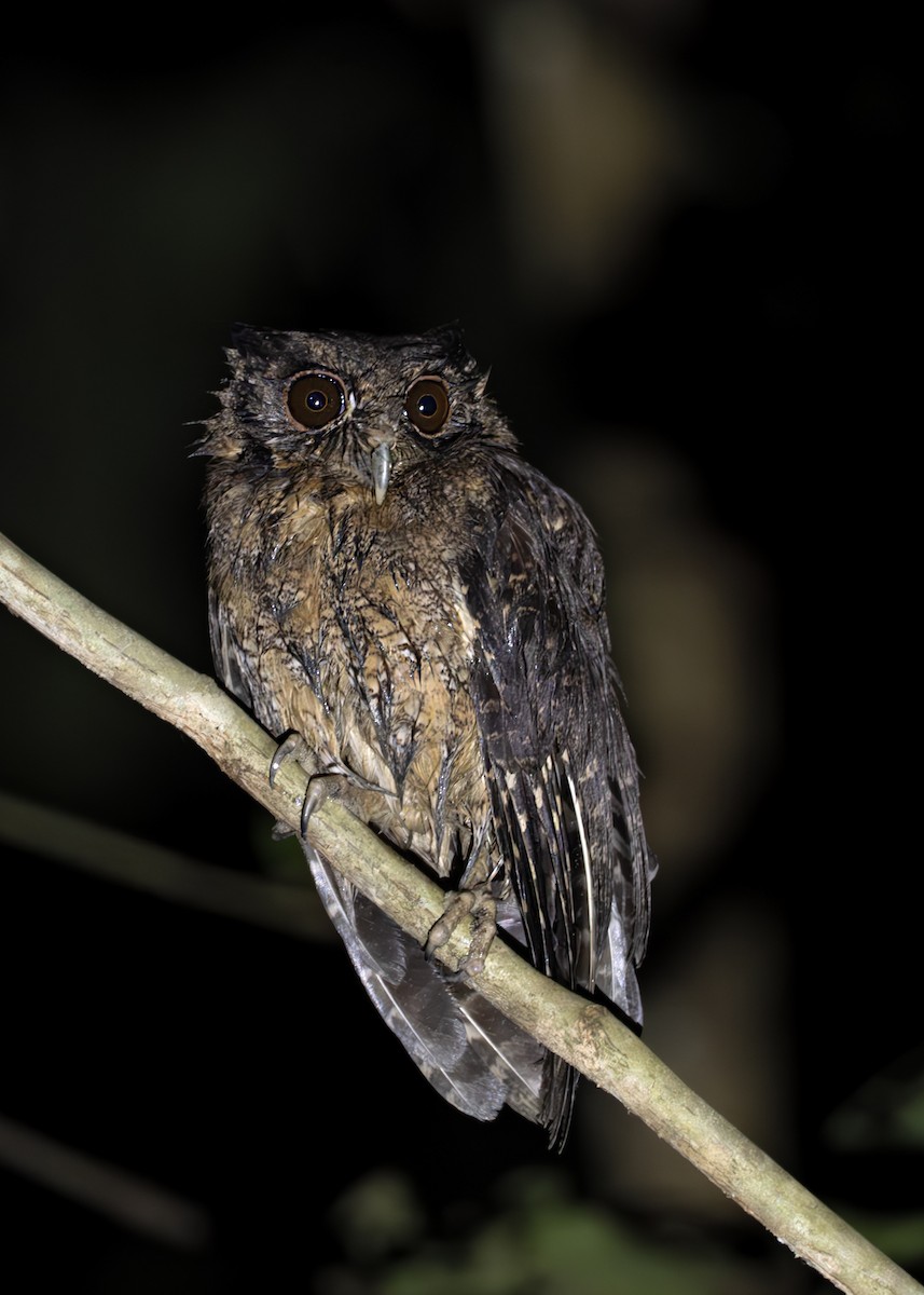 Tawny-bellied Screech-Owl (Austral) - ML638096386