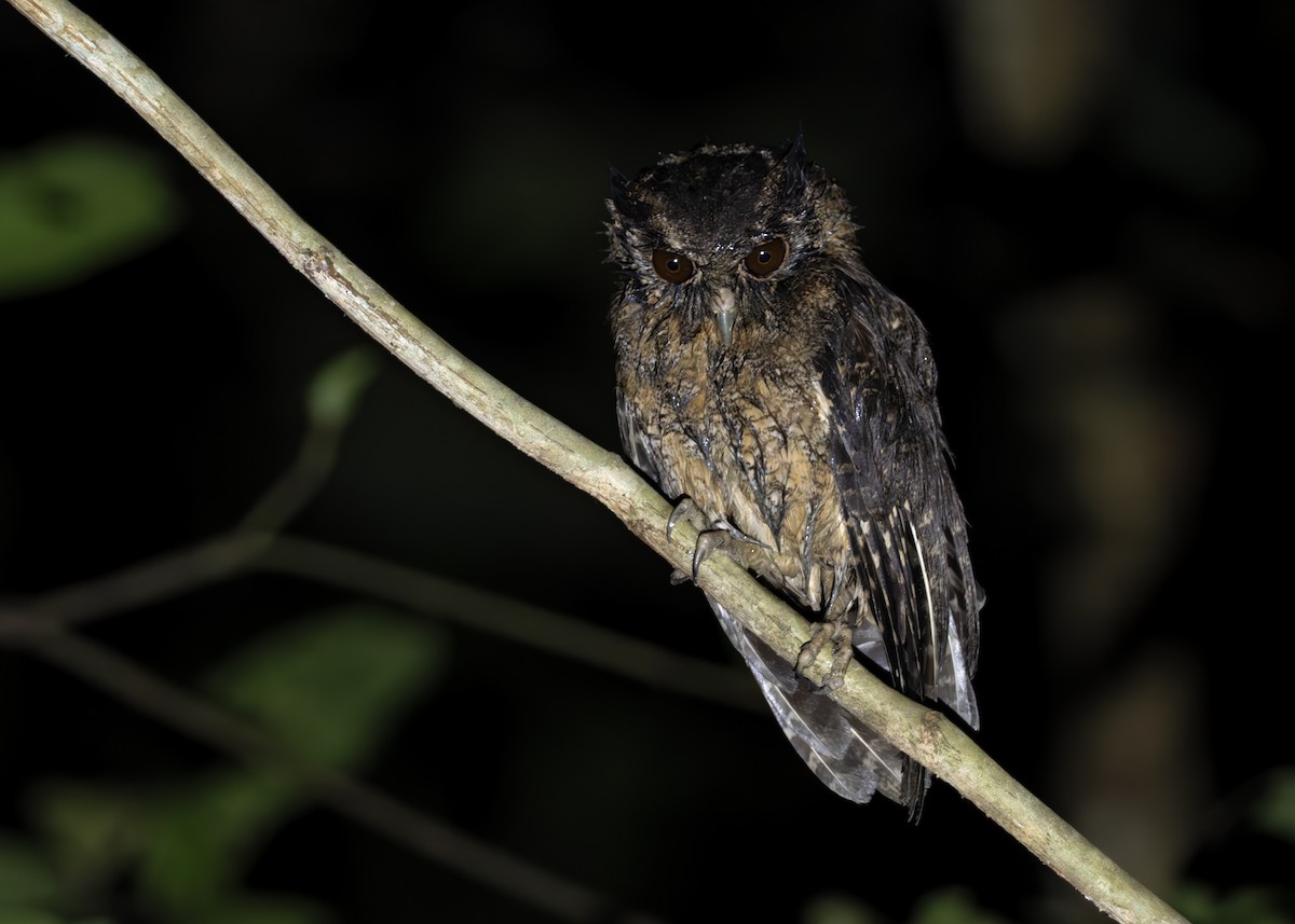 Tawny-bellied Screech-Owl (Austral) - ML638096387