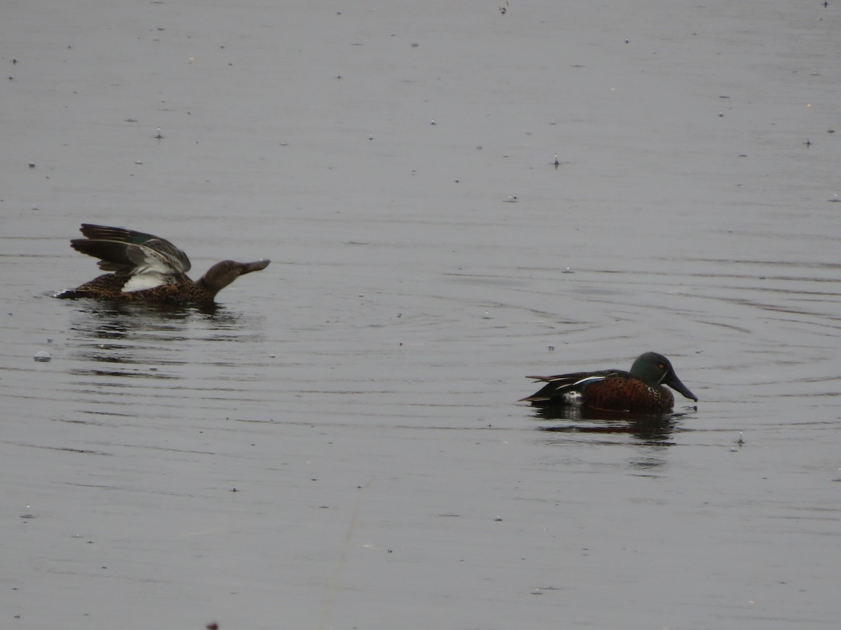 Australasian Shoveler - ML638096390