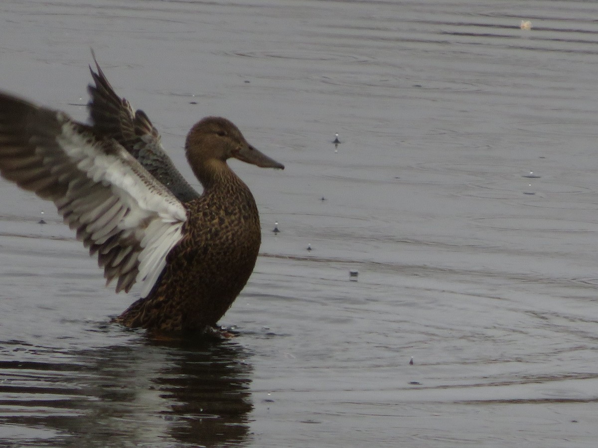 Australasian Shoveler - ML638096395