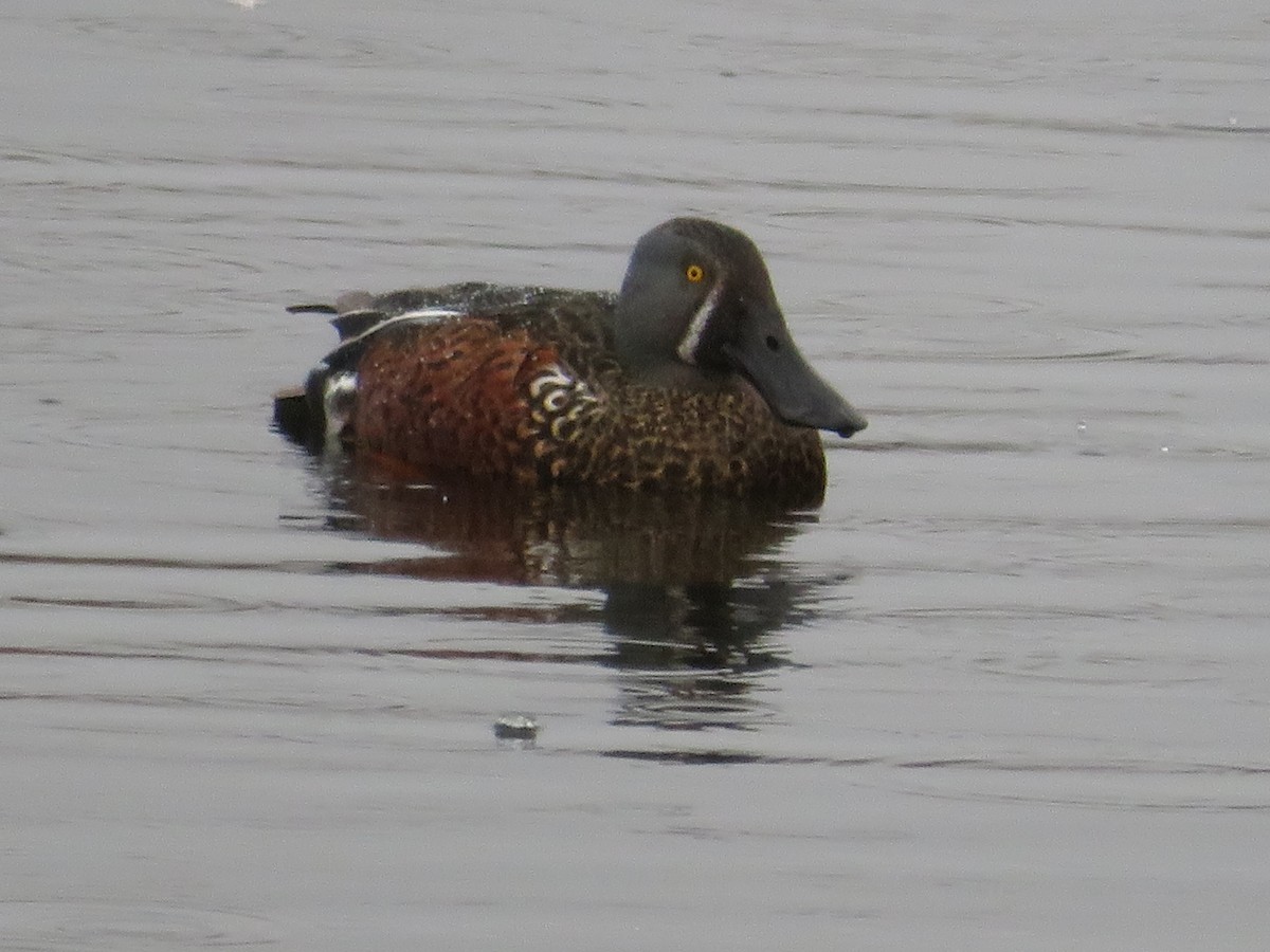 Australasian Shoveler - ML638096400