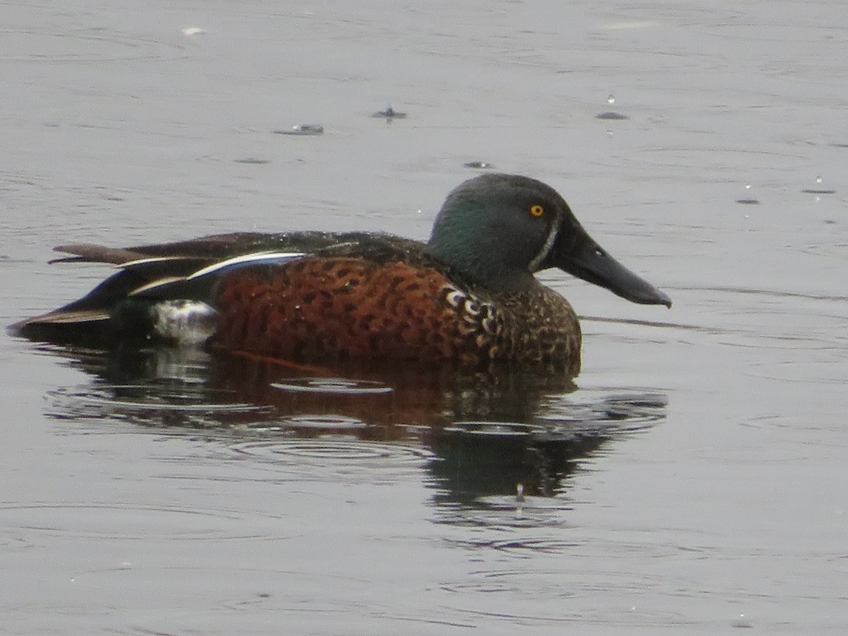 Australasian Shoveler - ML638096402