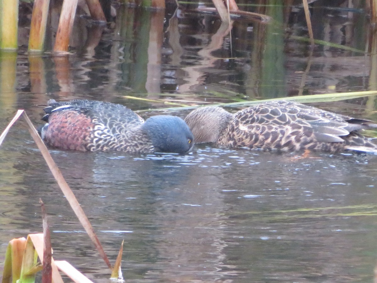 Australasian Shoveler - ML638096408