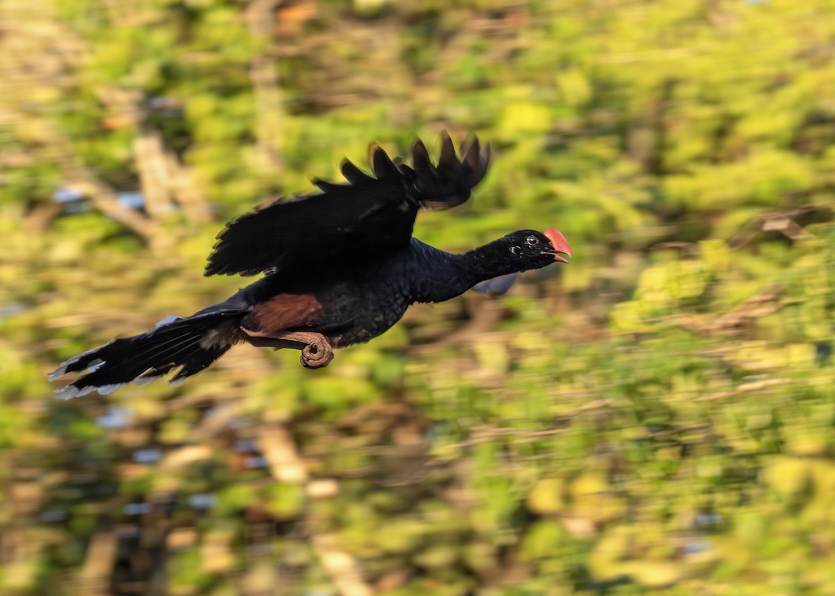 Razor-billed Curassow - ML638096422