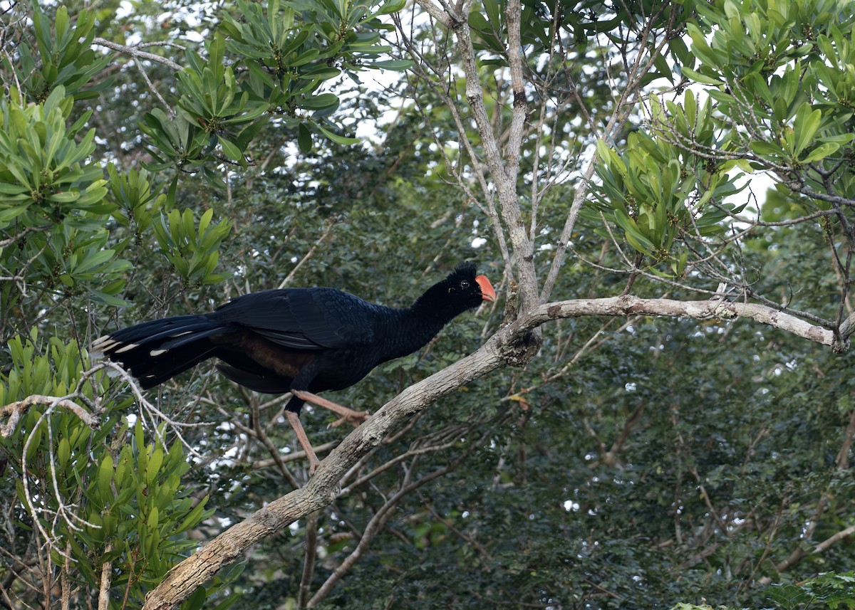 Razor-billed Curassow - ML638096423