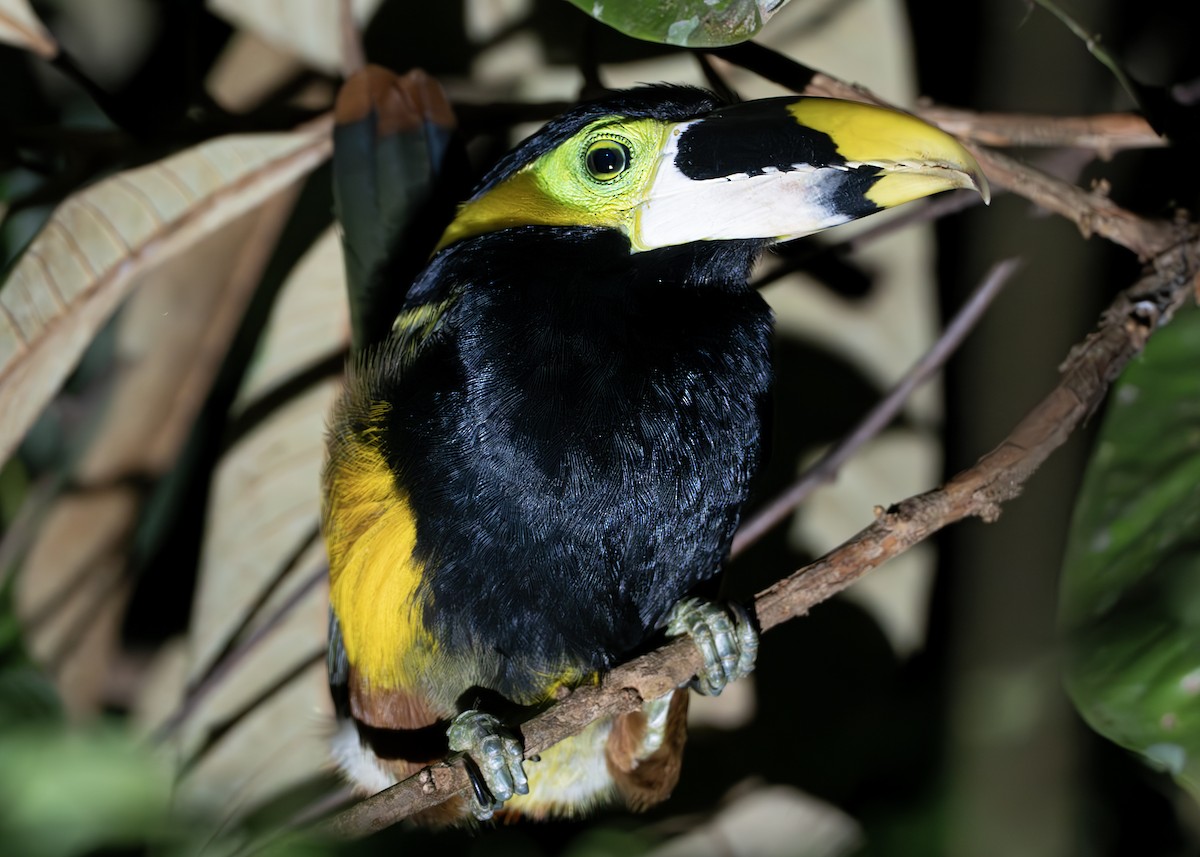 Gould's Toucanet - ML638096458