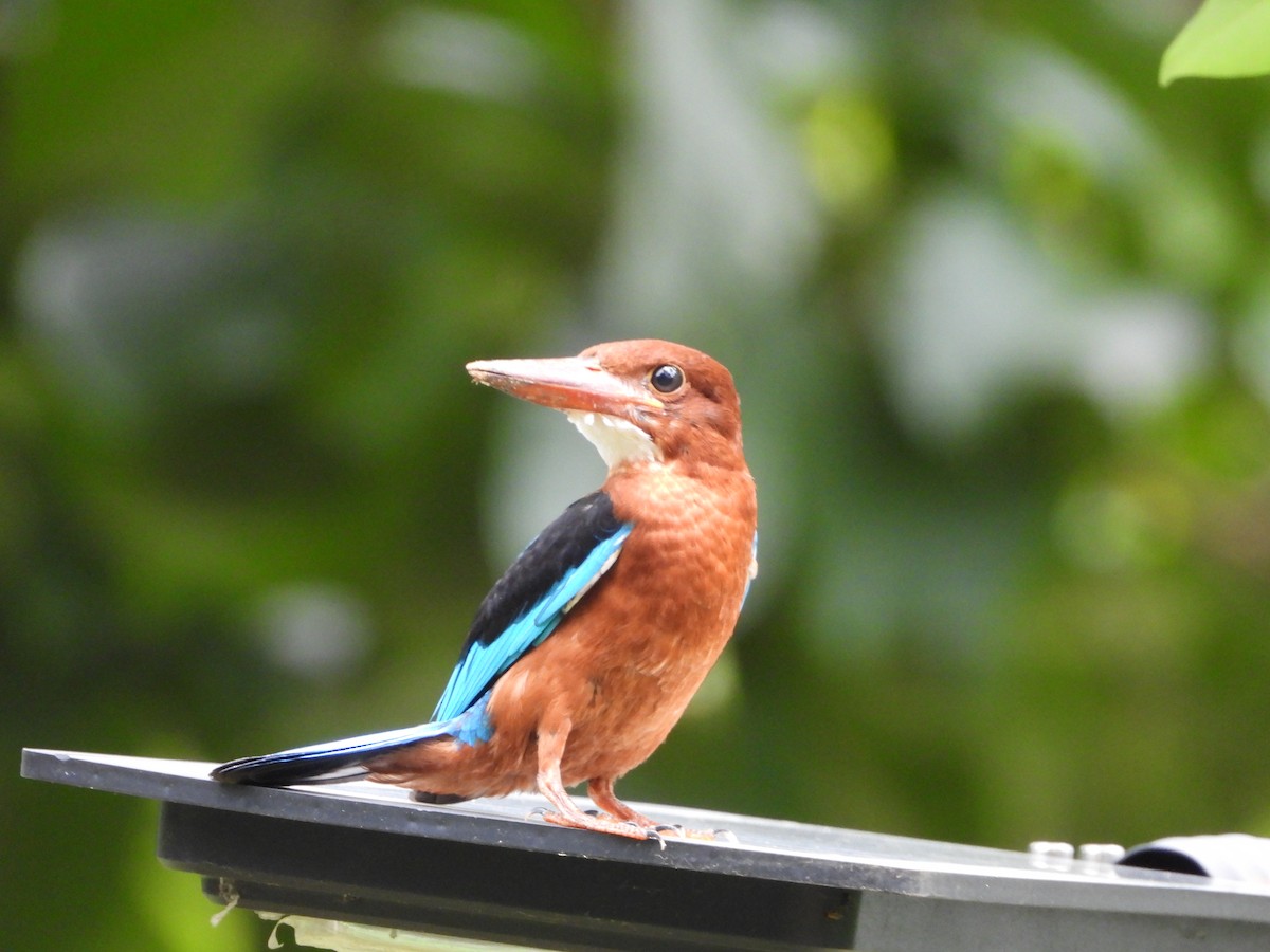 Brown-breasted Kingfisher - ML638096469