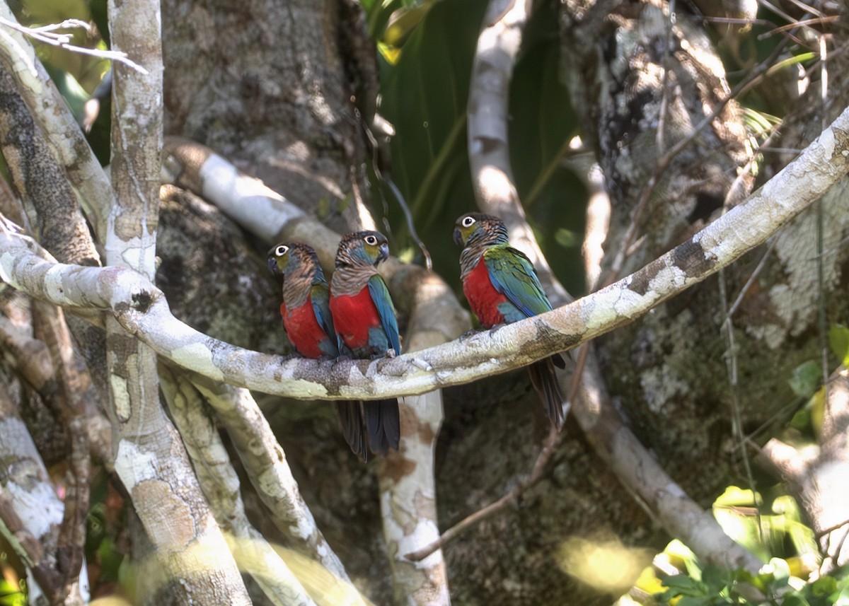 Crimson-bellied Parakeet - ML638096472